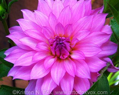 Pink Purple Dahlia Â©Kristen N. Fox foxvox.org